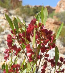 Dodonaea viscosa mucronata