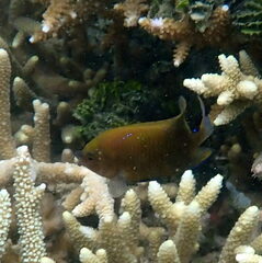 Cheiloprion labiatus