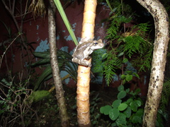 Trachycephalus typhonius