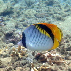 Chaetodon lineolatus