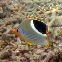 Chaetodon ephippium