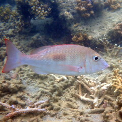 Lethrinus harak