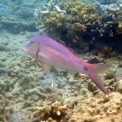 Parupeneus barberinus