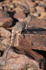 Agama anchietae