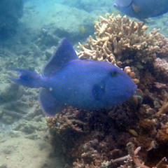 Pseudobalistes fuscus