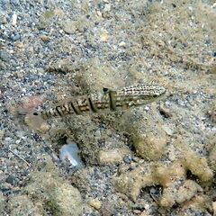 Amblygobius phalaena