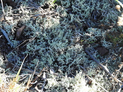Cladonia leporina