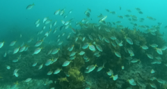 Atypichthys strigatus