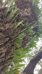 Pyrrosia adnascens