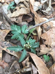 Cardamine angustata