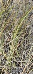 Carex setifolia