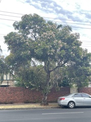 Corymbia ficifolia