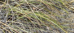 Carex setifolia