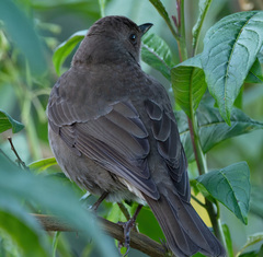 Turdus plebejus