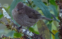 Turdus plebejus