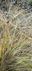 Carex setifolia