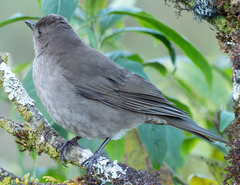 Turdus plebejus