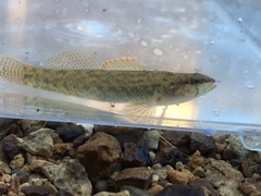 Etheostoma nigripinne