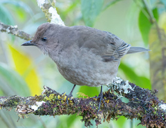 Turdus plebejus
