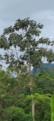 Cecropia obtusifolia