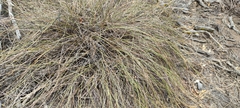 Carex setifolia