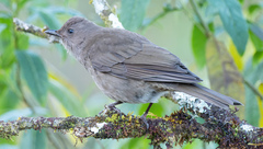 Turdus plebejus