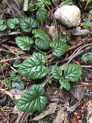Rubus nivalis