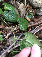 Rubus nivalis