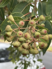 Corymbia ficifolia