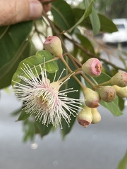 Corymbia ficifolia