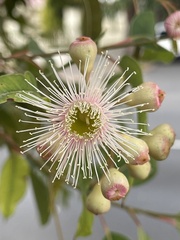 Corymbia ficifolia