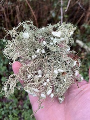 Usnea intermedia