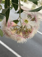 Corymbia ficifolia