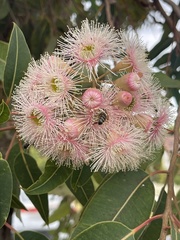 Corymbia ficifolia