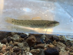 Etheostoma nigripinne