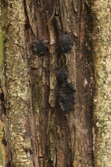 Biscogniauxia repanda