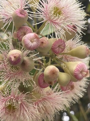 Corymbia ficifolia