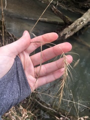 Elymus riparius