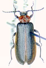 Schizotus cervicalis