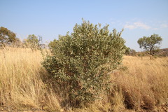 Ozoroa paniculosa paniculosa