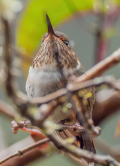 Selasphorus flammula