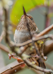 Selasphorus flammula