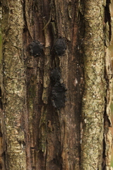 Biscogniauxia repanda