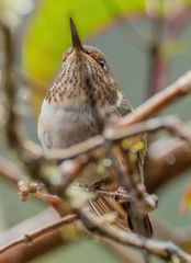 Selasphorus flammula