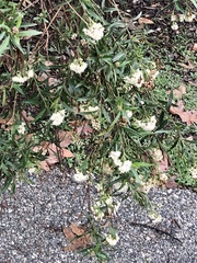 Baccharis salicifolia