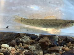 Etheostoma nigripinne