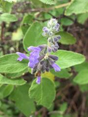 Salvia melissodora