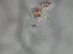 Limnoporus canaliculatus