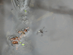Limnoporus canaliculatus