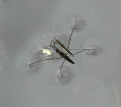 Limnoporus canaliculatus